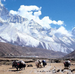 Unknown disease kills at least 30 yaks high up in Manang